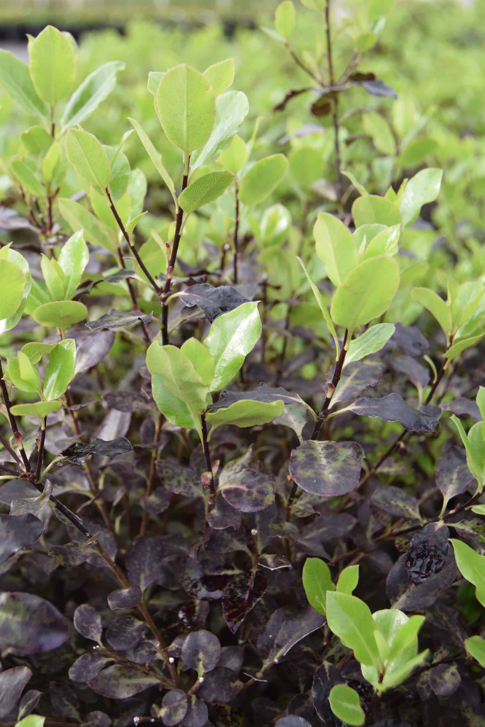 Pittosporum tenuifolium 'Tom Thumb'